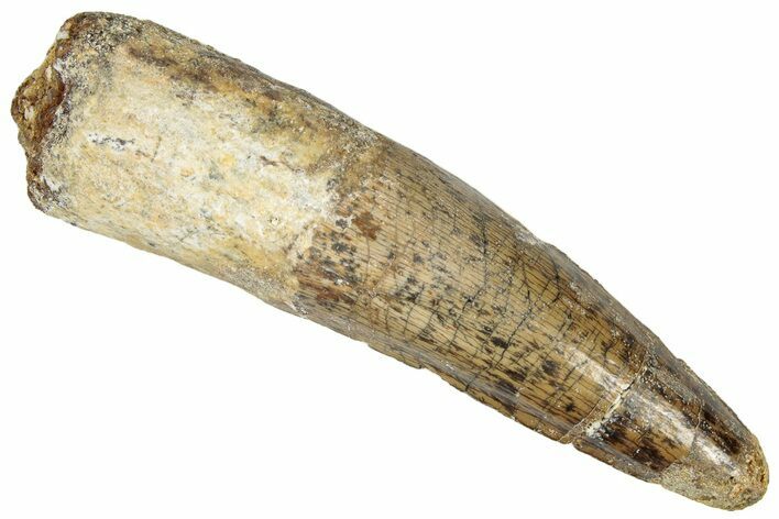 Fossil Spinosaurus Tooth - Real Dinosaur Tooth #305606